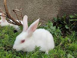 Blanc De Termonde Facts Lifespan Behavior Care Guide With Pictures Pet Keen
