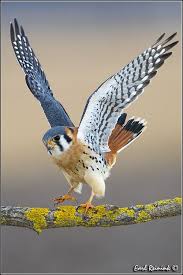 Birds Of Prey Common Sense Media American Kestrel 130115 0111 Birds Of Prey Beautiful Birds Colorful Birds