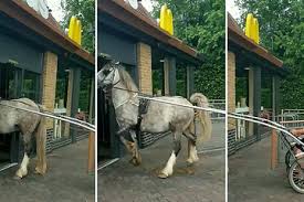 Dia ada banyak kaki bukan binatang, dia lalu ikut landasan bkn keretapi.apakah bendanya? Ramai Foto Kuda Delman Terkapar Diduga Kelelahan Inilah 7 Satwa Yang Sering Dimanfaatkan Untuk Membantu Manusia Semua Halaman National Geographic
