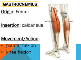 Posterior part of the medial condyle and the adjoining part of the femur. Muscular System Ppt Download