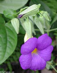 Image result for Thunbergia battiscombei