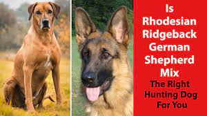 Check spelling or type a new query. Is Rhodesian Ridgeback German Shepherd Mix The Right Hunting Dog For You Youtube