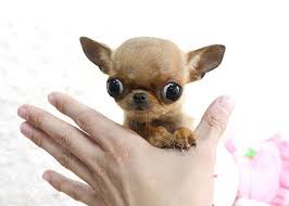 Apple Head Teacup Black Chihuahua Chihuahua Micro Teacup Puppy Teacup Chihuahua Puppies Micro Teacup Puppies Teacup Puppies