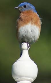 Birds Of Middle Tennessee Species Close To Home Beautiful Birds Bird Life List Blue Bird