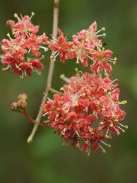 Image result for Lawsonia inermis
