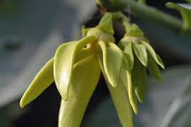 Image result for Artabotrys hexapetalus