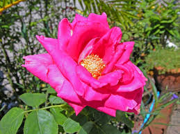 Image result for Rosa sp.