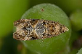 Image result for Lobesia botrana grapevine