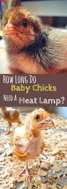 How Long Do Baby Chicks Need A Heat Lamp Homestead Wishing Baby Chicks Raising Baby Chicks Chicken Brooder