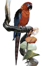 Gercek Boyutunu Gormek Icin Resme Tiklayiniz Animals Birds Bird