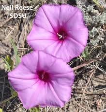 Image result for Ipomoea lapathifolia
