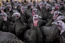 Guide To Choosing And Raising Turkeys