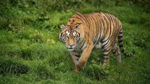 We did not find results for: Declin De La Faune 97 Des Tigres Ont Disparu Demain La Terre