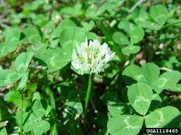 What more could you ask for? White Clover Home Garden Information Center