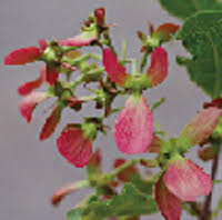 Image result for Flabellariopsis acuminata