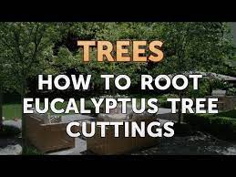 Water regularly to keep the soil moist, but not wet. How To Root Eucalyptus Tree Cuttings Youtube