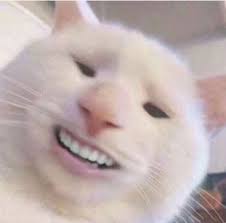 Chat danseur 6