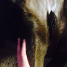 Other types of bone cancer include chondrosarcoma, fibrosarcoma, and hemangiosarcoma. No Bones About It Osteosarcoma Is A Bad Bone Cancer Creature Comfort Care Llc