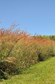 Image result for Sorghastrum