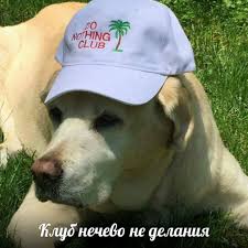 pin ot polzovatelya eat kids na doske kakie to ne smeshnye kartinki s zhivotnymi samye milye zhivotnye smeshnye mordy zhivotnyh sobachki