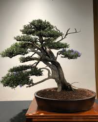 Image result for rosemary bonsai