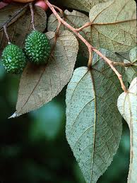 Image result for Guazuma