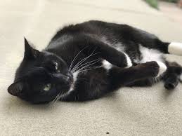 Black And White Orange Cat Pin By May C On Black Cats Tuxedo Cats White Cats Cats And Kittens Orange Cats