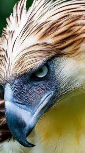 Birds That Start With U In Spanish Bedacht Und Weder Ausser Acht Noch Vergessen In 2020 Beautiful Birds Pet Birds Wildlife Animals