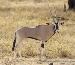 There are so many wonderful creatures to see, but where to start? An Exhaustive List Of African Animals With Some Stunning Photos Animal Sake