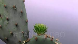 And can easily be recognized by the large flat platyclades, or pads, covered with spiky thorns. Prickly Pear Cactus Pad Sprout Time Lapse Youtube