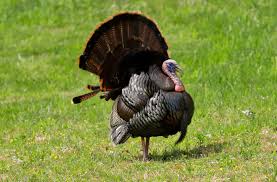 Anatolia (turkey in asia) was occupied in about 1900 b.c. Outdoors First Week Of Ohio Spring Turkey Hunting Season