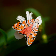 Image result for Crotalaria johnstonii