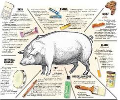 More Then Pork Comes From Pigs Hog By Products Infographic Pig Pig Farming Pig Facts