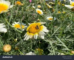 Image result for Glebionis carinata `German Flag`