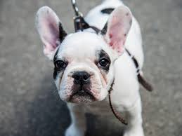 French bulldogs are very sweet and one french bulldog was lost in the sinking of the titanic, and the dog was insured for the then huge sum of $750. 17 Things That All French Bulldog Lovers Need To Have American Kennel Club