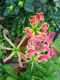 Image result for Gloriosa sessiliflora