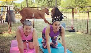 While we are world famous for our original hot yoga (aka bikram yoga), we offer so much more (and they're all hot), including vinyasa flow, ashtanga, yin, inferno hot pilates and yoga hiit fusion. The Newest Holistic Trend Has Made Its Way To Texas Goat Yoga