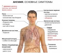 прыщи на подбородке у женщин какой орган не впорядке Zhelezodeficitnaya Anemiya