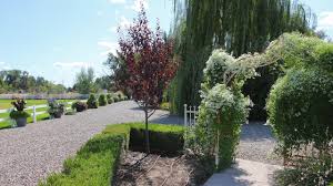 We did not find results for: Planting A Thundercloud Plum Tree Garden Answer Youtube