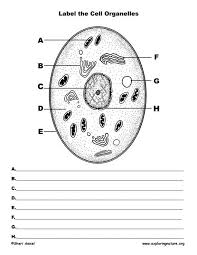 A living cell performs a variety of functions that are characteristic of its. Animal Cell Worksheet Labeling Worksheets Are Definitely The Spine To Students Learning And Gras In 2021 Animal Cells Worksheet Cells Worksheet Animal Cell Structure