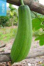 Image result for Cyclantheropsis parviflora