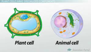 Animal cells have one or more small vacuoles whereas plant cells have one large central vacuole that can take upto 90% of cell volume. Plant Cell Structures The Cell Wall And Central Vacuole Video Lesson Transcript Study Com