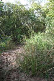 Image result for Chrysopogon nigritanus