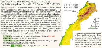 Image result for Pegolettia senegalensis