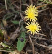 Image result for Launaea rarifolia