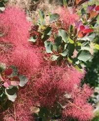 How To Grow Smoke Bush Garden Design