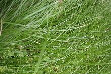 Image result for Oxycaryum