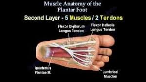 Foot ulceration can subsequently lead to infections, such as cellulitis and osteomyelitis, and this may eventually the mri examination includes special attention for positioning of the foot. Muscle Anatomy Of The Plantar Foot Everything You Need To Know Dr Nabil Ebraheim Youtube