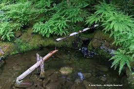 Its distinctive sound is commonly associated with smaller japanese gardens at regular traditional homes. 21 The Butchart Gardens Japanese Garden Shishi Odoshi Deer Scarer Janet Davis Explores Colour