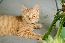 May 29, 2020 · the most important way to help cats in hot weather is to always, always, always make sure your pet or cat colony has fresh, cool water to drink. 7 Tips How To Keep Your Cat Cool In Hot Summer Months Fluffy Kitty